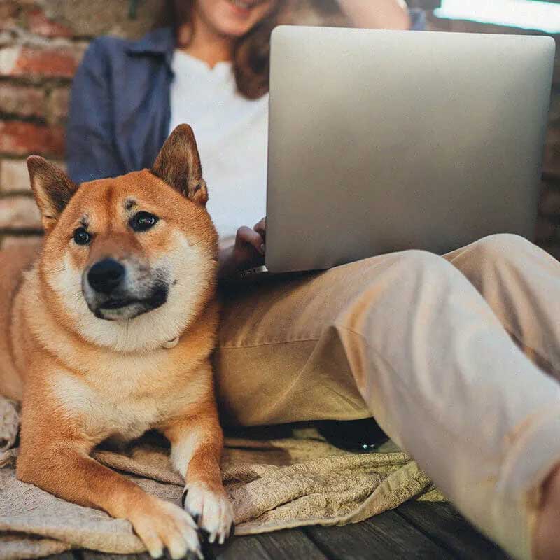 donna che lavora su un computer mentre è seduta su un divano con un cane